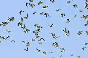 Images Dated 29th September 2011: Flock of Golden plover (Pluvialis apricaria) in flight, Oare Marshes, Kent, England, UK, September