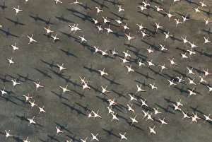 Images Dated 14th November 2006: Flock of Greater flamingo (Phoenicopterus ruber) in flight, Camargue, Southern France