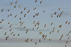 Images Dated 17th December 2008: Flock of Lapwing (Vanellus vanellus) in flight, turning together in evening light