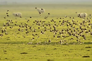 Images Dated 1st February 2012: Flock of Linnets (Carduelis cannabina) in flight over grazing marsh, Elmley Nature Reserve