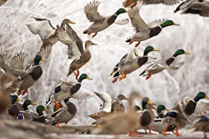 Images Dated 22nd December 2012: Flock of Mallard ducks (Anas platyrhynchos) taking off, Lake Csaj, Kiskunsagi National Park