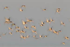 Flock of Oystercatchers (Haematopus ostralegus) in flight, The Wash Estuary, Norfolk Flock of Oystercatchers (Haematopus ostralegus) in flight, The Wash Estuary, Norfolk
