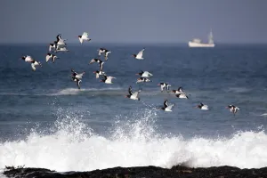 Flock of Oystercatchers (Haematopus ostralegus) in flight, Cornwall, England, August 2010 Flock of Oystercatchers (Haematopus ostralegus) in flight, Cornwall, England, August 2010