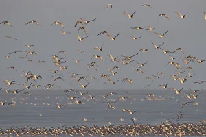 Flock of Oystercatchers (Haematopus ostralegus) and Knot (Calidris canuta) in flight Flock of Oystercatchers (Haematopus ostralegus) and Knot (Calidris canuta) in flight