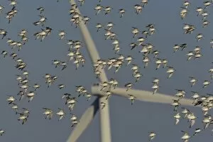 Calidris Gallery: Flock of Sanderlings (Calidris Alba) in flight with wind turbines in background, Atlantic Coast