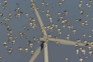 Flock of Sanderlings (Calidris Alba) in flight with wind turbines in background, Atlantic Coast, Vendee, France Flock of Sanderlings (Calidris Alba) in flight with wind turbines in background, Atlantic Coast, Vendee, France