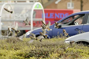 Flock of Waxwings (Bombycilla garrulus) taking off from a low Cotoneaster (Cotoneaster Flock of Waxwings (Bombycilla garrulus) taking off from a low Cotoneaster (Cotoneaster