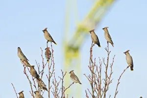 Flock of Waxwings (Bombycilla garrulus) perched in a tree, with a crane in the background Flock of Waxwings (Bombycilla garrulus) perched in a tree, with a crane in the background