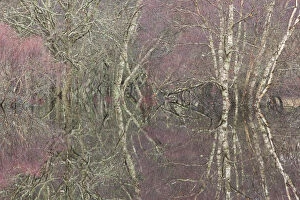 Images Dated 28th November 2009: Flooded birch and alder woodland in autumn, Cairngorms National Park, Scotland, UK