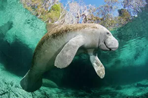 Expressions Gallery: Florida manatee (Trichechus manatus latirostris) at Three Sisters Spring in Crystal River