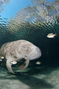 Florida manatee (Trichechus manatus latirostris) at Three Sisters Spring in Crystal River Florida manatee (Trichechus manatus latirostris) at Three Sisters Spring in Crystal River
