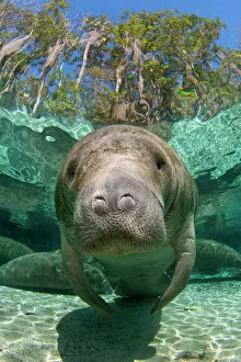 Images Dated 8th February 2010: A Florida manatee (Trichechus manatus latirostrus) head portrait in Three Sisters Spring