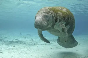 Florida manatee (Trichechus manatus latirostrus), Three Sisters Springs, Crystal River Florida manatee (Trichechus manatus latirostrus), Three Sisters Springs, Crystal River
