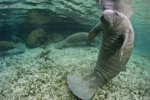 Riverbed Gallery: A Florida manatee (Trichechus manatus latirostrus) in upright posture with tail on river bed