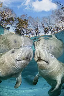 January 2023 Highlights Gallery: Two Florida manatees (Trichechus manatus latirostris) close to the surface in shallow water