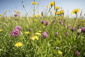 Flower-rich grassland with Red clover (Trifolium pratense) beside Jurassic Coast path Flower-rich grassland with Red clover (Trifolium pratense) beside Jurassic Coast path
