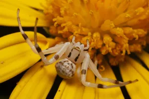 Flower spider (Thomisus spectabilis) an ambush predator waiting on daisy flower for Flower spider (Thomisus spectabilis) an ambush predator waiting on daisy flower for