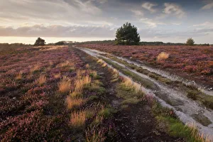 Flowering Common heather (Calluna vulgaris) on heathland, Arne RSPB reserve, Dorset Flowering Common heather (Calluna vulgaris) on heathland, Arne RSPB reserve, Dorset