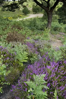 Images Dated 7th August 2011: Flowering Heather and Bracken on lowland heath, with path in the background, Caesars Camp