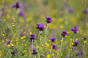 Flowering meadow with Thistles (Cirsium rivulare) and Buttercups (Ranunculus acris) Flowering meadow with Thistles (Cirsium rivulare) and Buttercups (Ranunculus acris)
