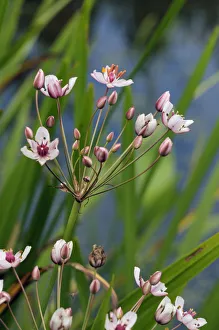 Flowering-rush (Butomus umbellatus), locally rare plantLangham Ponds SSSI, Surrey Flowering-rush (Butomus umbellatus), locally rare plantLangham Ponds SSSI, Surrey