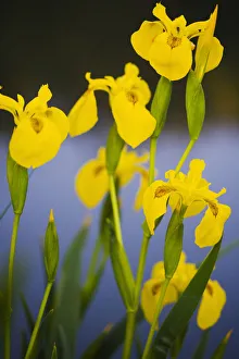 Flowering Yellow iris (Iris pseudacorus) Camargue, France, May 2009 Flowering Yellow iris (Iris pseudacorus) Camargue, France, May 2009