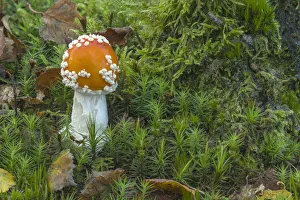 Fly agaric (Amanita muscaria) Peatlands Park, County Armagh, Northern Ireland, October Fly agaric (Amanita muscaria) Peatlands Park, County Armagh, Northern Ireland, October