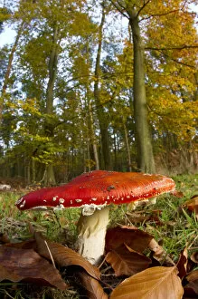 Images Dated 1st November 2010: Fly agaric fungus (Amanita muscaria) in woodland setting, The National Forest, Central England