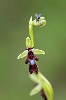 Fly orchid (Ophrys insectifera) in flower with resting fly, Lorraine, France. June