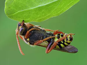 Roost Gallery: Focus Stacked image of a Cuckoo Bee (Nomada goodeniana) roosting by clamping onto vegetation with