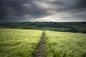 Ominous Gallery: Footpath / track through a field of barley under stormy sky, near Plush, Dorset