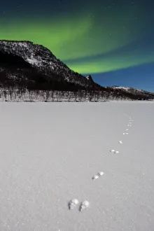 Footprints of Arctic hare (Lepus arcticus) with Northern lights (Aurora borealis Footprints of Arctic hare (Lepus arcticus) with Northern lights (Aurora borealis