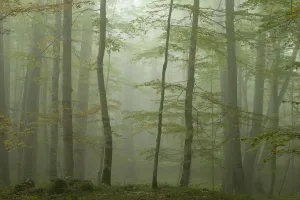 Forest with Beech trees and Black pines (Pinus nigra) in mist, Crna Poda Natural Reserve Forest with Beech trees and Black pines (Pinus nigra) in mist, Crna Poda Natural Reserve