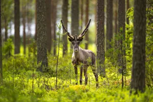 Reindeer Gallery: Forest reindeer, (Rangifer tarandus fennicus) in velvet, Viiksimo, Kuhmo region. Finland, July