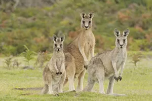 Images Dated 18th February 2011: Forester kangaroo (Macropus giganteus tasmaniensis) family group, male, female and large joey