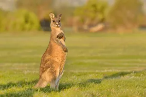 Forester kangaroo (Macropus giganteus) adult male, Tasmania, Australia Forester kangaroo (Macropus giganteus) adult male, Tasmania, Australia