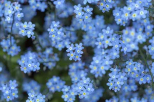 Forget-me-not flowers (Myosotis arvensis) on woodland floor, Norfolk, England, UK, March Forget-me-not flowers (Myosotis arvensis) on woodland floor, Norfolk, England, UK, March