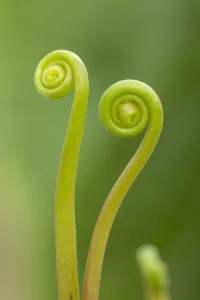 Fork-leaved sundew (Drosera bipinata) leaves unfurling. Cultivated species, occurs in Australia Fork-leaved sundew (Drosera bipinata) leaves unfurling. Cultivated species, occurs in Australia