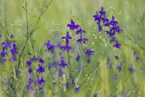 Images Dated 8th June 2008: Forking Larkspur (Delphinium consolida / Consolida regalis) in flower, East Slovakia