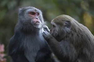 Formosan rock macaque (Macaca cyclopis) social grooming behaviour Formosan rock macaque (Macaca cyclopis) social grooming behaviour