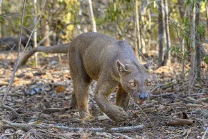 Fosa or Fossa (Cryptoprocta ferox)(sometimes erroneously fossa Fosa or Fossa (Cryptoprocta ferox)(sometimes erroneously fossa