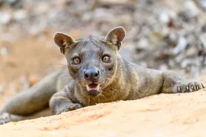 Fosa / Fossa (Cryptoprocta ferox) male resting in dry decidous forest Fosa / Fossa (Cryptoprocta ferox) male resting in dry decidous forest