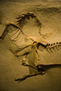 Fossil dinosaur {Struthiomimus altus} Royal Tyrrell Museum, Drumheller, Alberta, Canada Fossil dinosaur {Struthiomimus altus} Royal Tyrrell Museum, Drumheller, Alberta, Canada