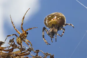 Four-spot orb weaver spider (Araneus quadratus) male approaching larger female to mate Four-spot orb weaver spider (Araneus quadratus) male approaching larger female to mate