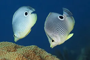 Foureye butterflyfish (Chaetodon capistratus) couple feeding on coral Foureye butterflyfish (Chaetodon capistratus) couple feeding on coral
