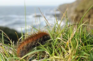 Fox moth caterpillar (Macrothylacia rubi) crawling along grassy cliff edge, near Bude Fox moth caterpillar (Macrothylacia rubi) crawling along grassy cliff edge, near Bude