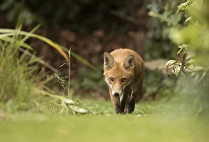 Images Dated 23rd August 2015: Fox (Vulpes vulpes) young in garden, Sheffield, England, UK, August