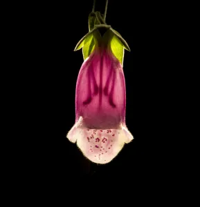 Foxglove (Digitalis purpurea) flower, backlit with stamens and style visible through corolla Foxglove (Digitalis purpurea) flower, backlit with stamens and style visible through corolla