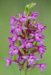 Fragrant Orchid (Gymnadenia conopsea) flowering, RSPB Insh Marshes, Cairngorms National Park, Scotland, UK. June Fragrant Orchid (Gymnadenia conopsea) flowering, RSPB Insh Marshes, Cairngorms National Park, Scotland, UK. June