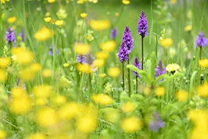 Fragrant orchids (Gymnadenia conopsea) amongst wildflowers in ancient alpine meadow Fragrant orchids (Gymnadenia conopsea) amongst wildflowers in ancient alpine meadow